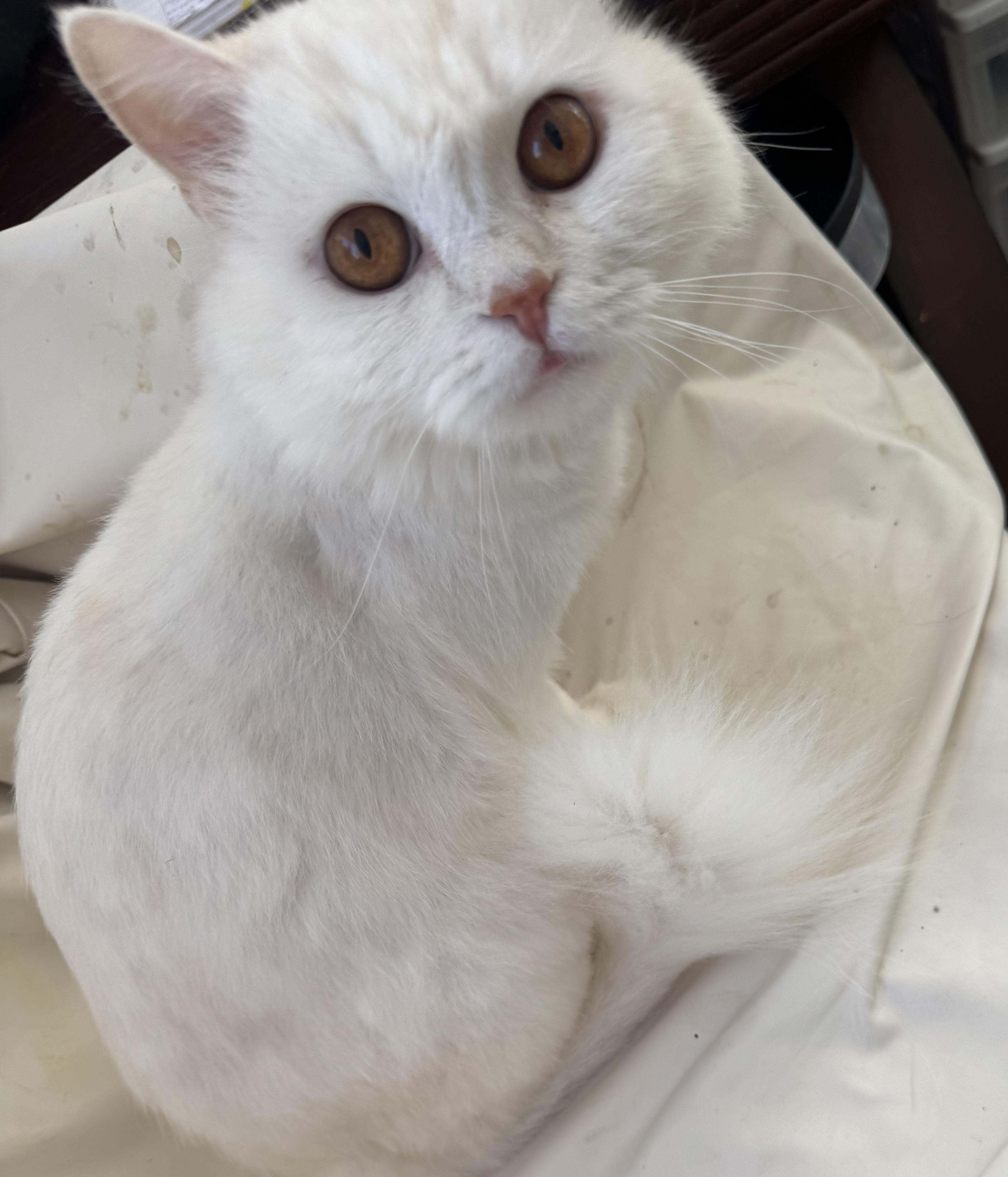 Shakira - ZAHRA ZAHED, an adopted Domestic Short Hair in Brampton, ON image 2/6