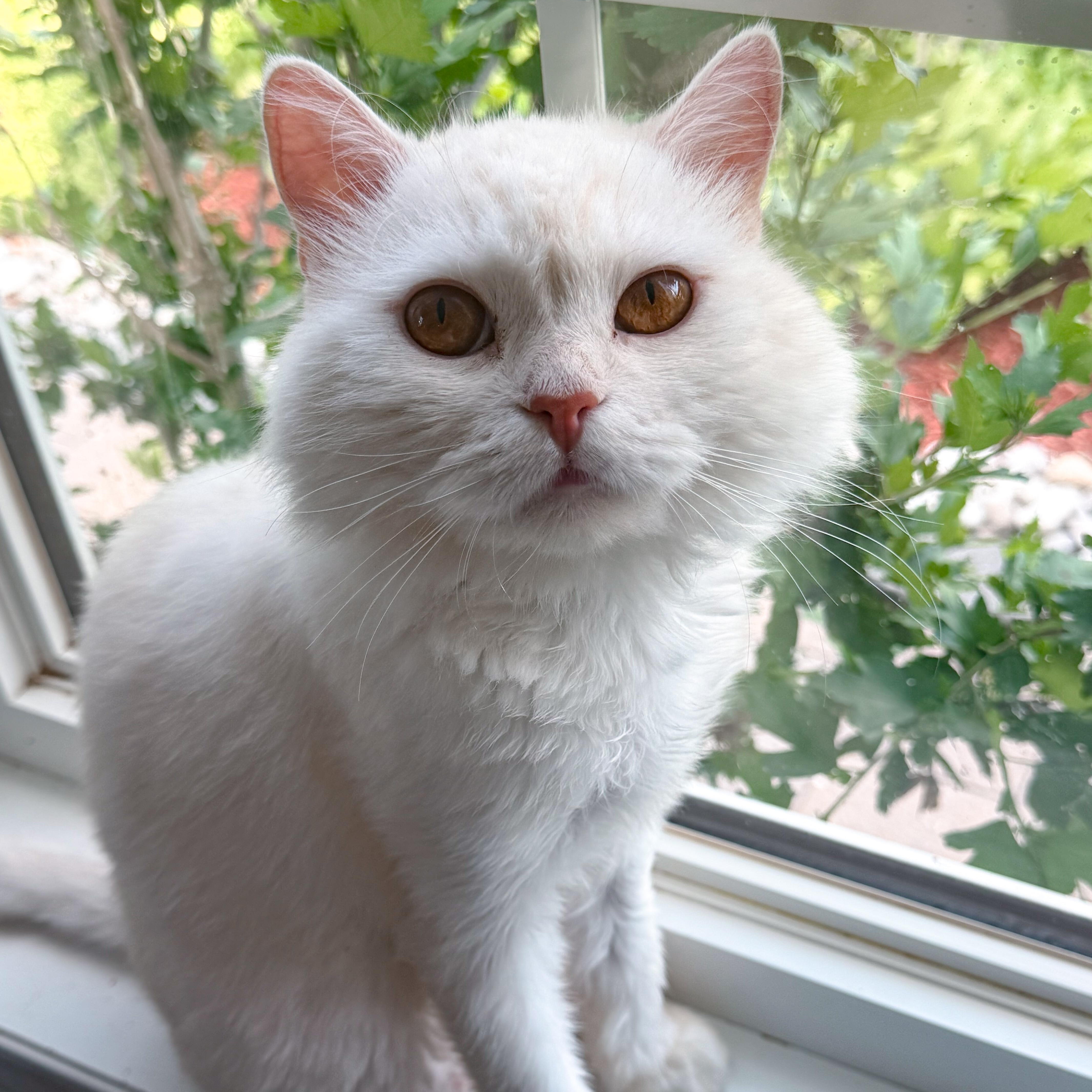 Shakira - ZAHRA ZAHED, an adopted Domestic Short Hair in Brampton, ON image 1/6