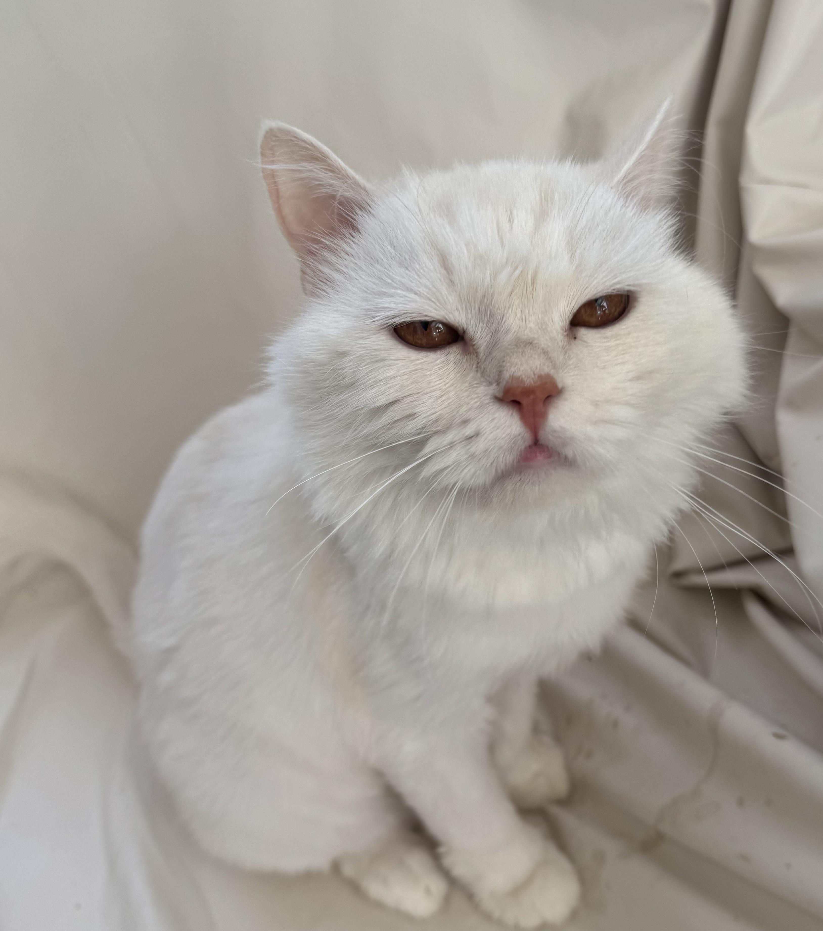 Shakira - ZAHRA ZAHED, an adopted Domestic Short Hair in Brampton, ON image 3/6