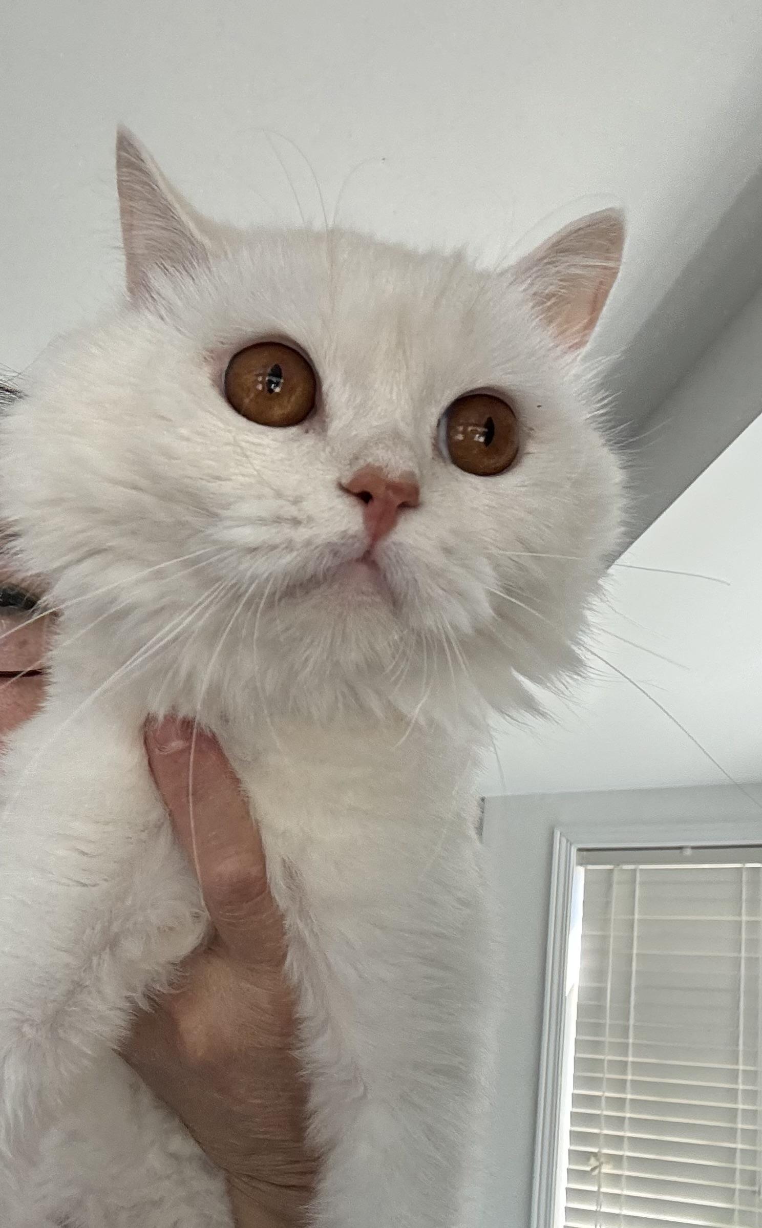 Shakira - ZAHRA ZAHED, an adopted Domestic Short Hair in Brampton, ON image 4/6