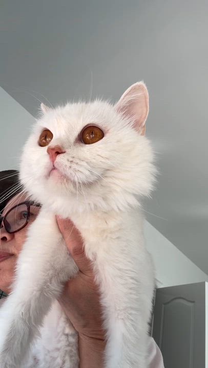 Enlarge Shakira - ZAHRA ZAHED, an adopted Domestic Short Hair in Brampton, ON video 5/6