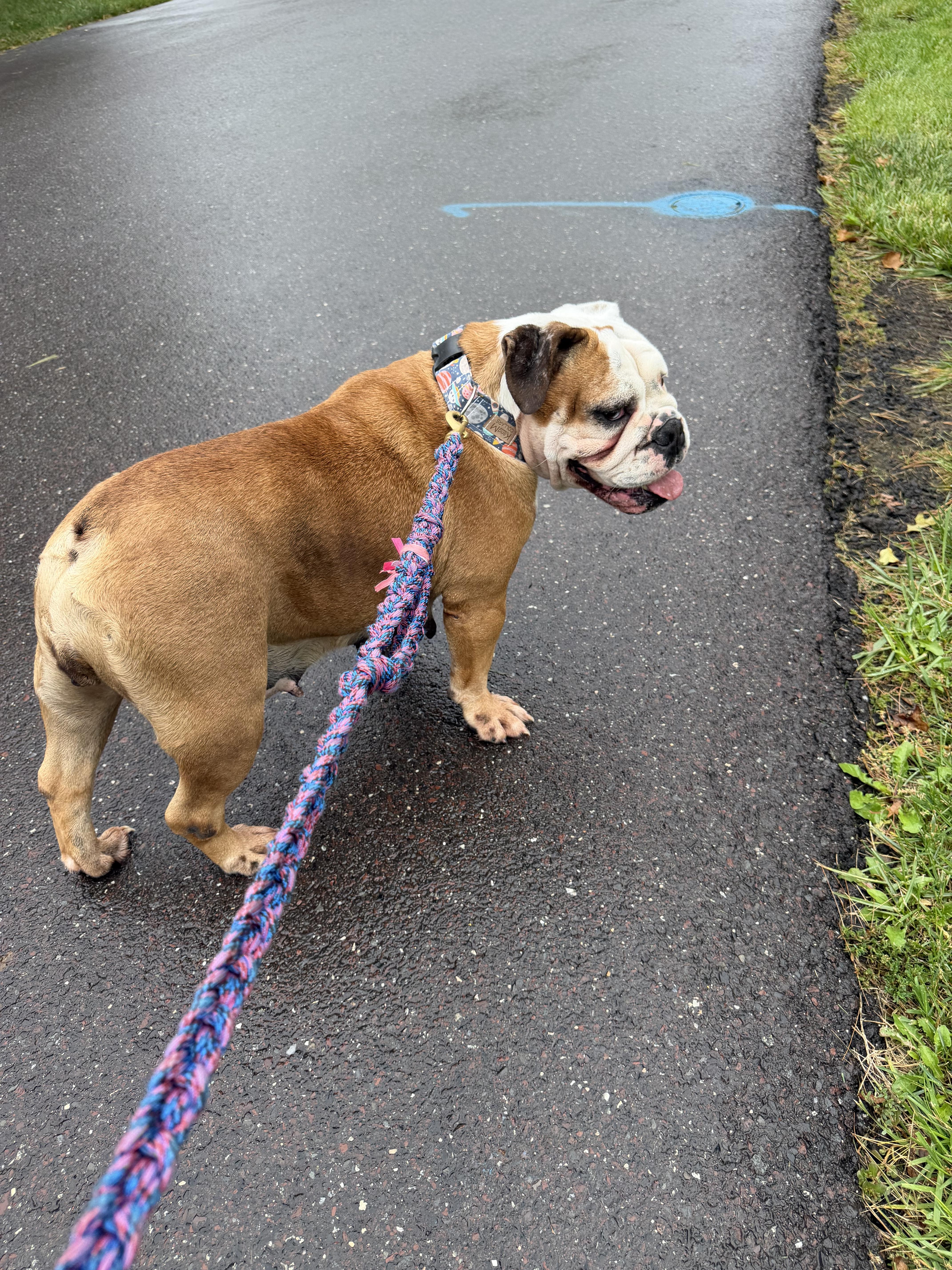 Enlarge ZsaZsa, a Adoptable English Bulldog in Havertown, PA image 1/5