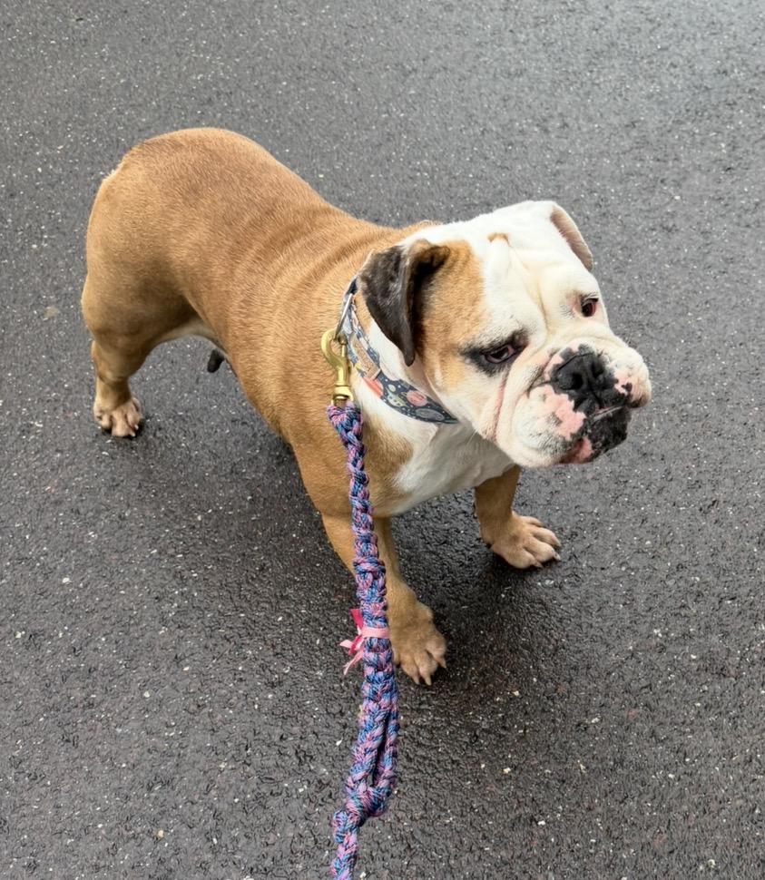 Enlarge ZsaZsa, a Adoptable English Bulldog in Havertown, PA image 2/5
