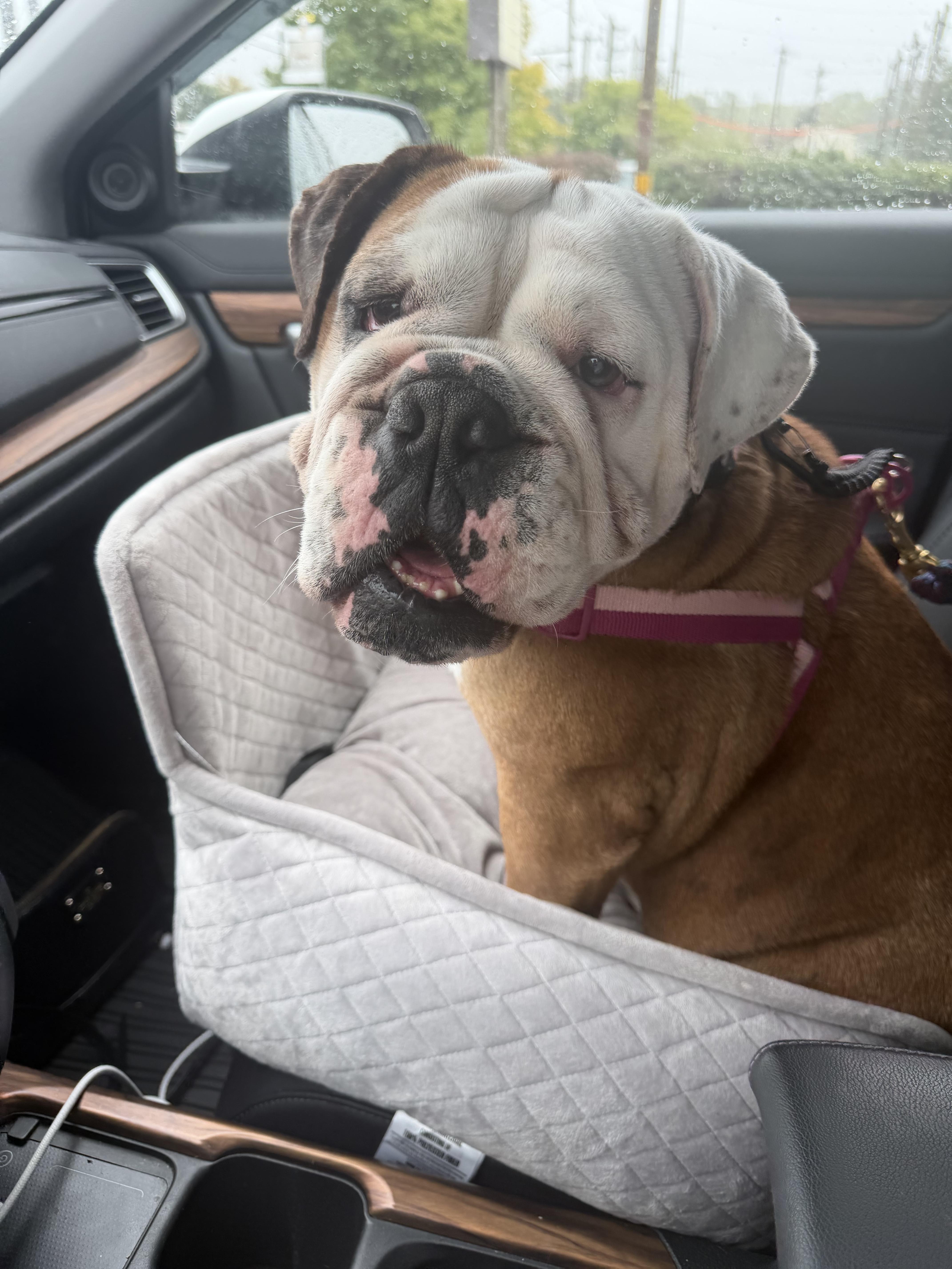 Enlarge ZsaZsa, a Adoptable English Bulldog in Havertown, PA image 3/5