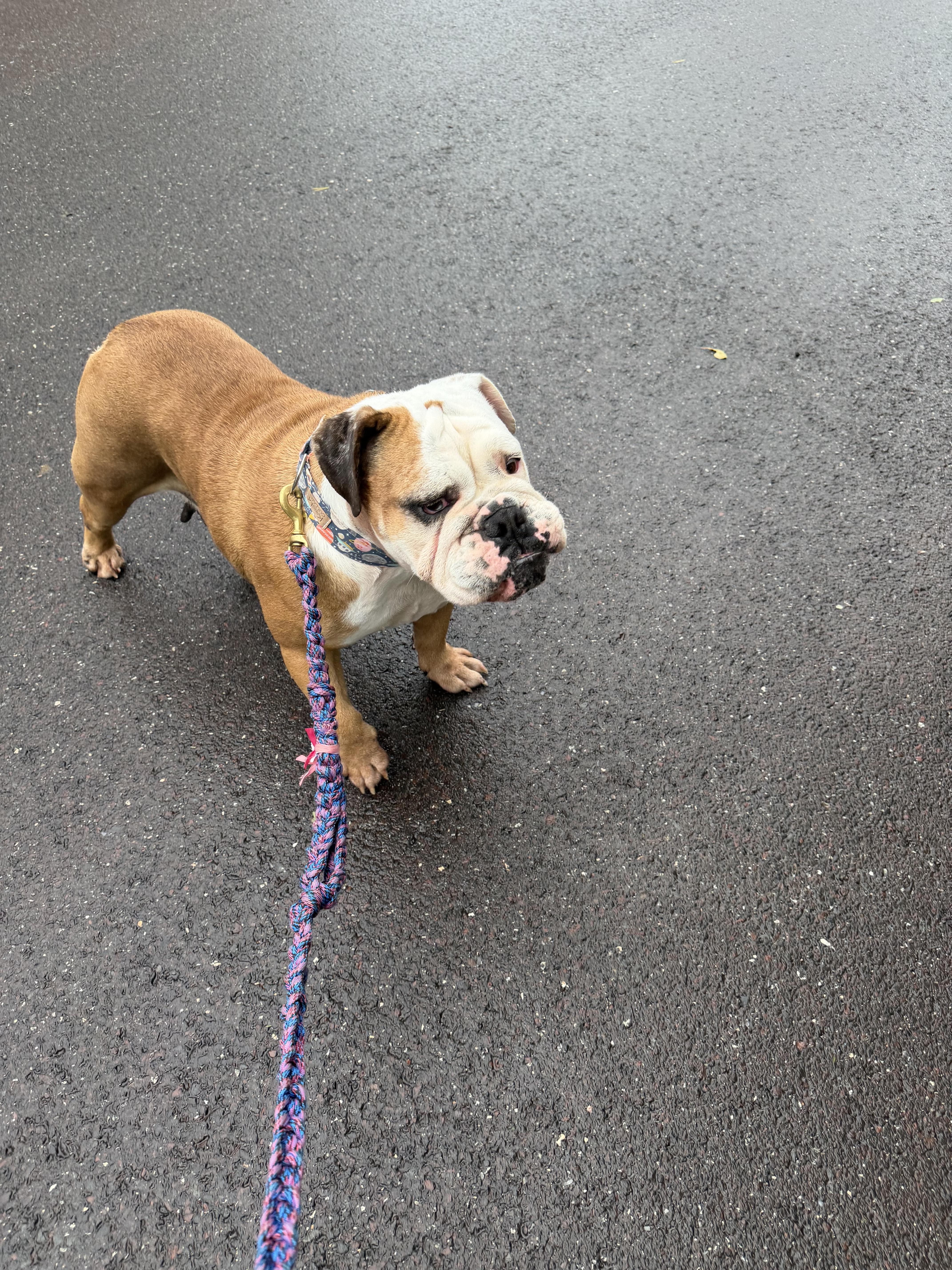 Enlarge ZsaZsa, a Adoptable English Bulldog in Havertown, PA image 4/5