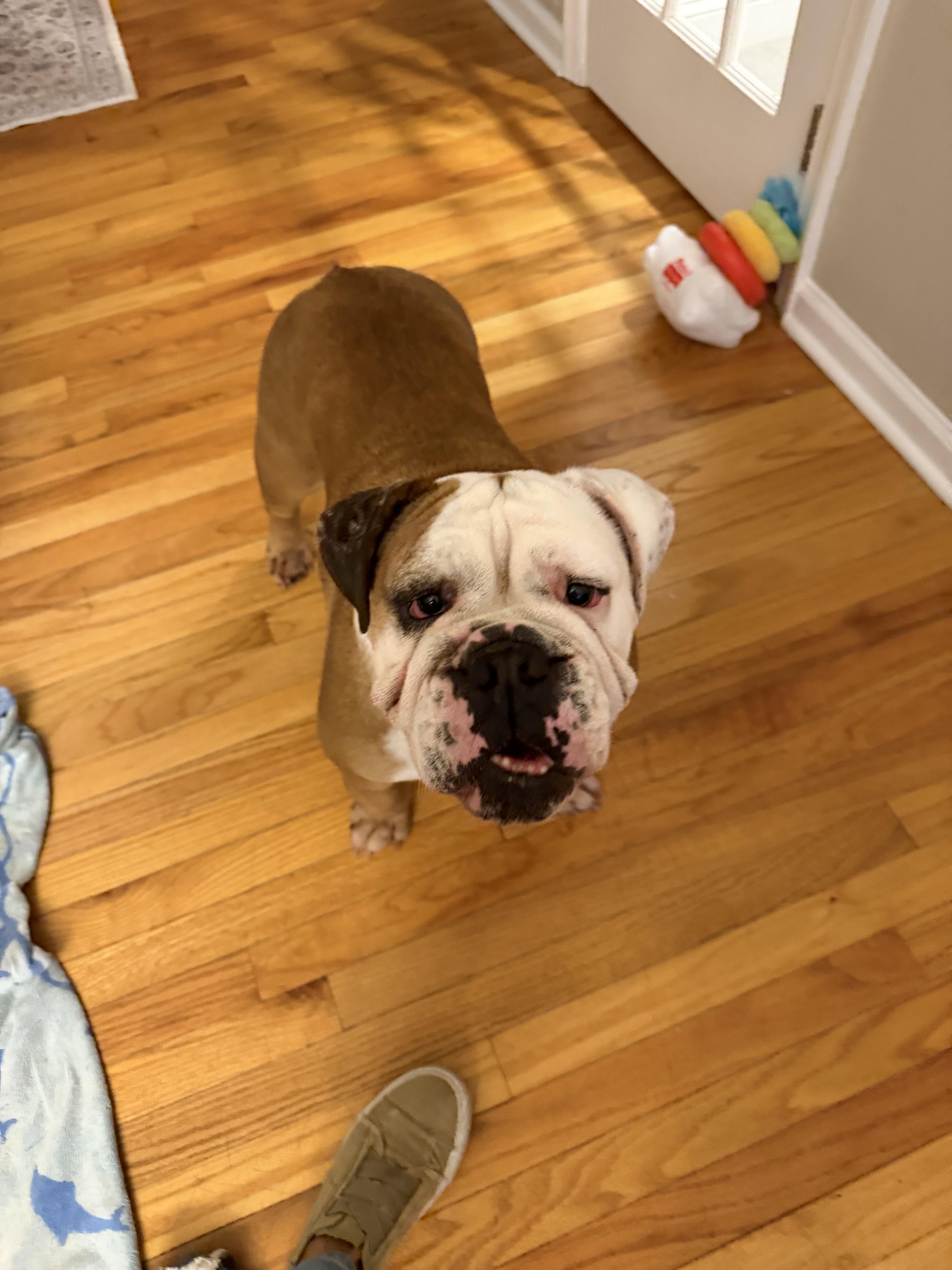 Enlarge ZsaZsa, a Adoptable English Bulldog in Havertown, PA image 5/5