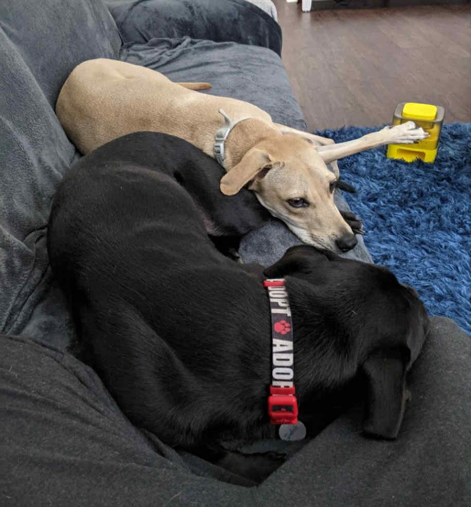 Judah *Bonded Pair*