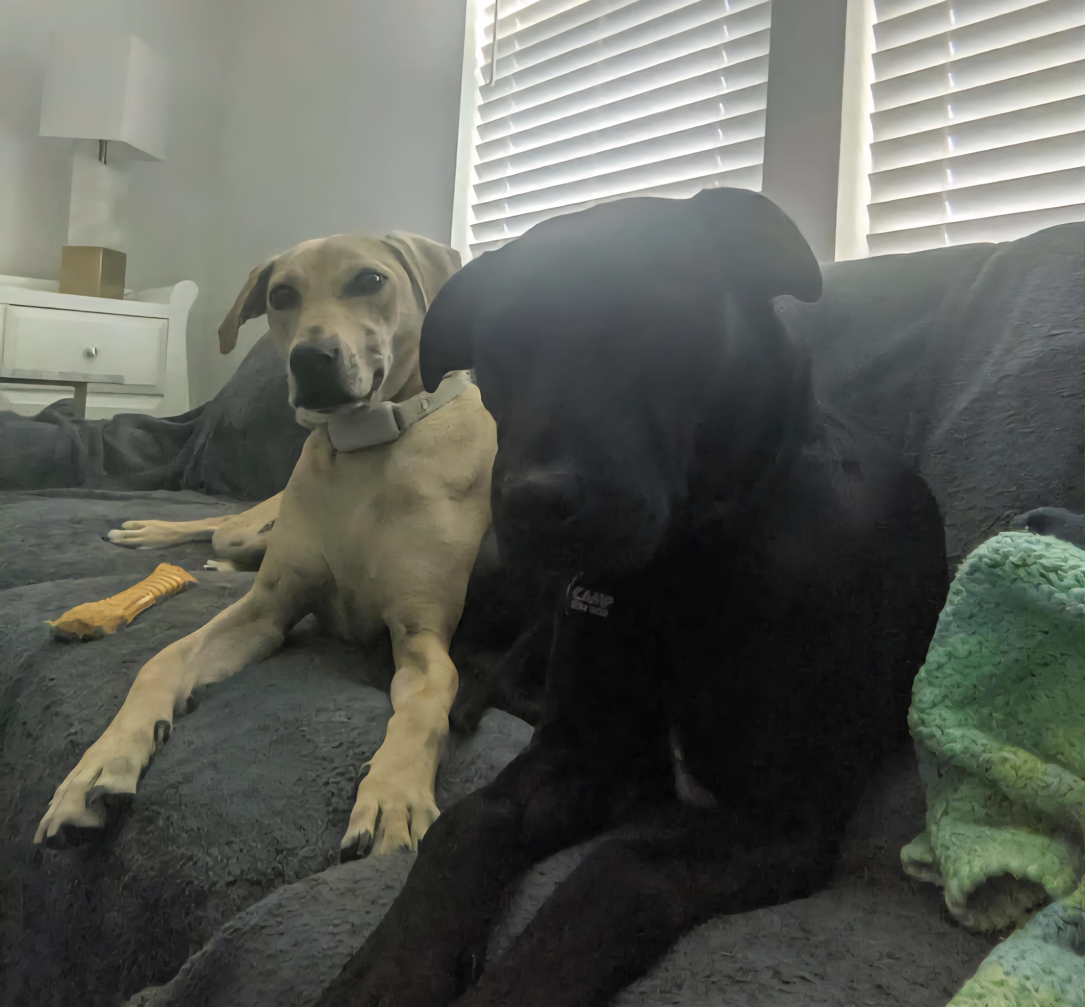 Judah *Bonded Pair*