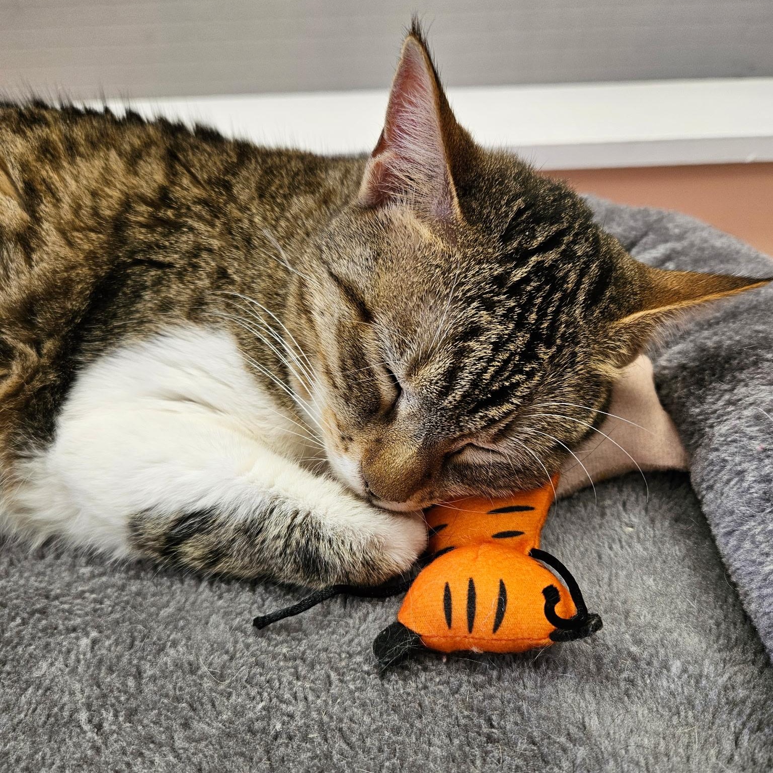 Enlarge Clover, an adopted Tabby in Altoona, PA image 2/3