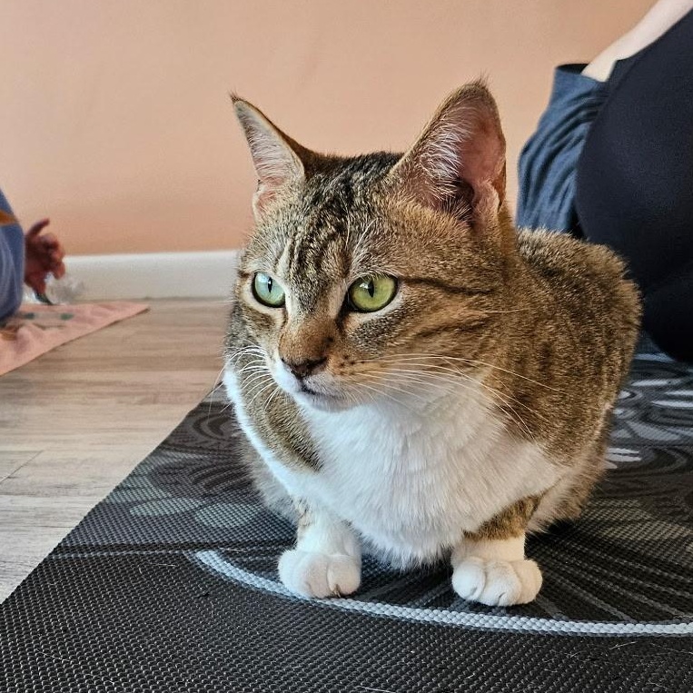 Enlarge Clover, an adopted Tabby in Altoona, PA image 3/3