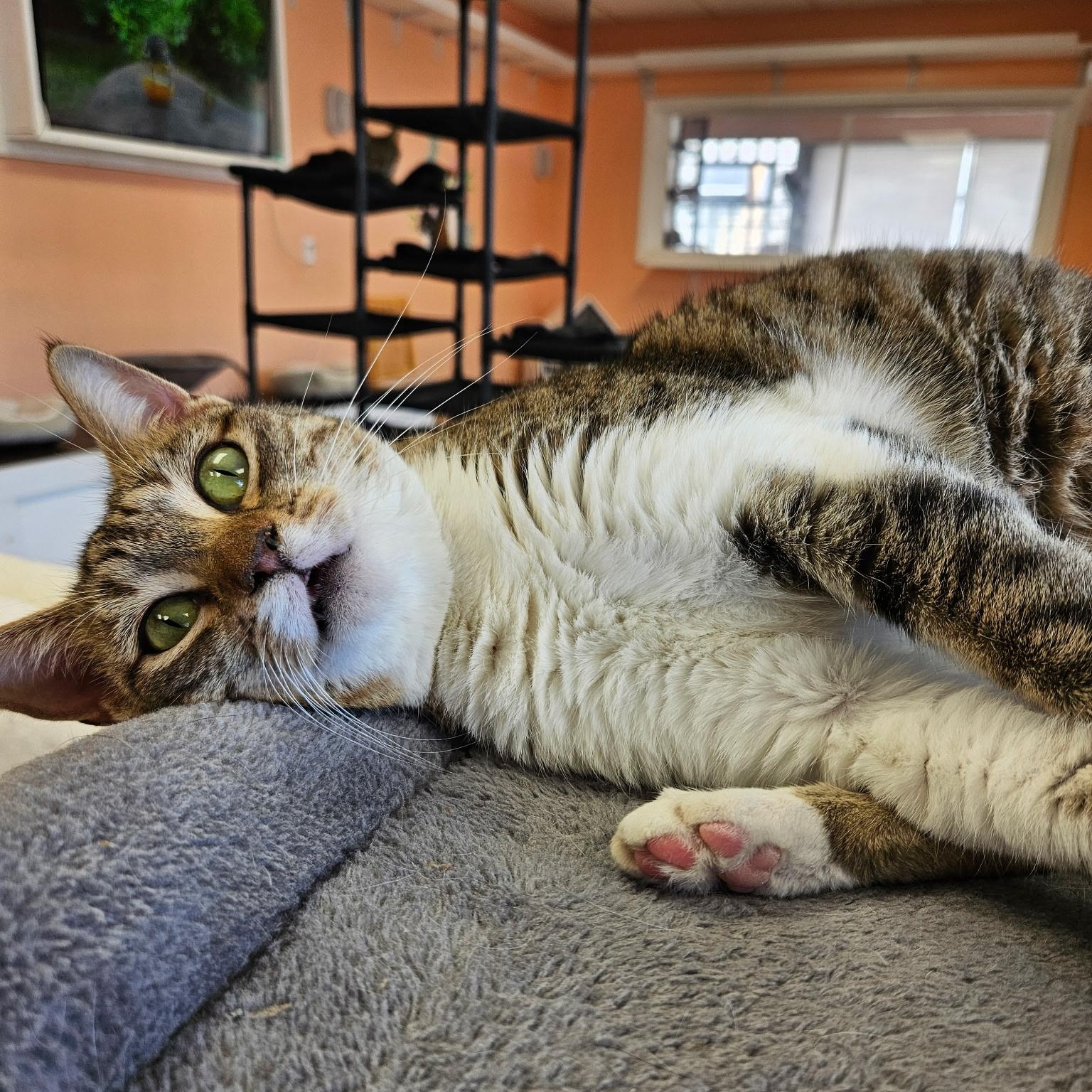 Clover, adopted, Adult Female Tabby.