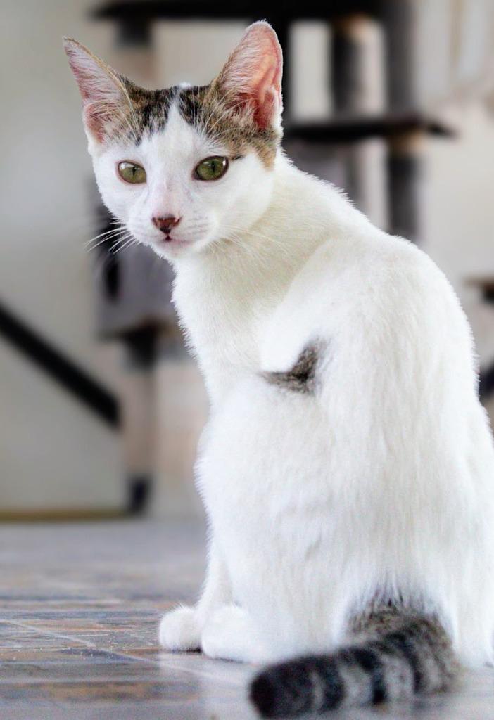 Charli — thumbnail 2