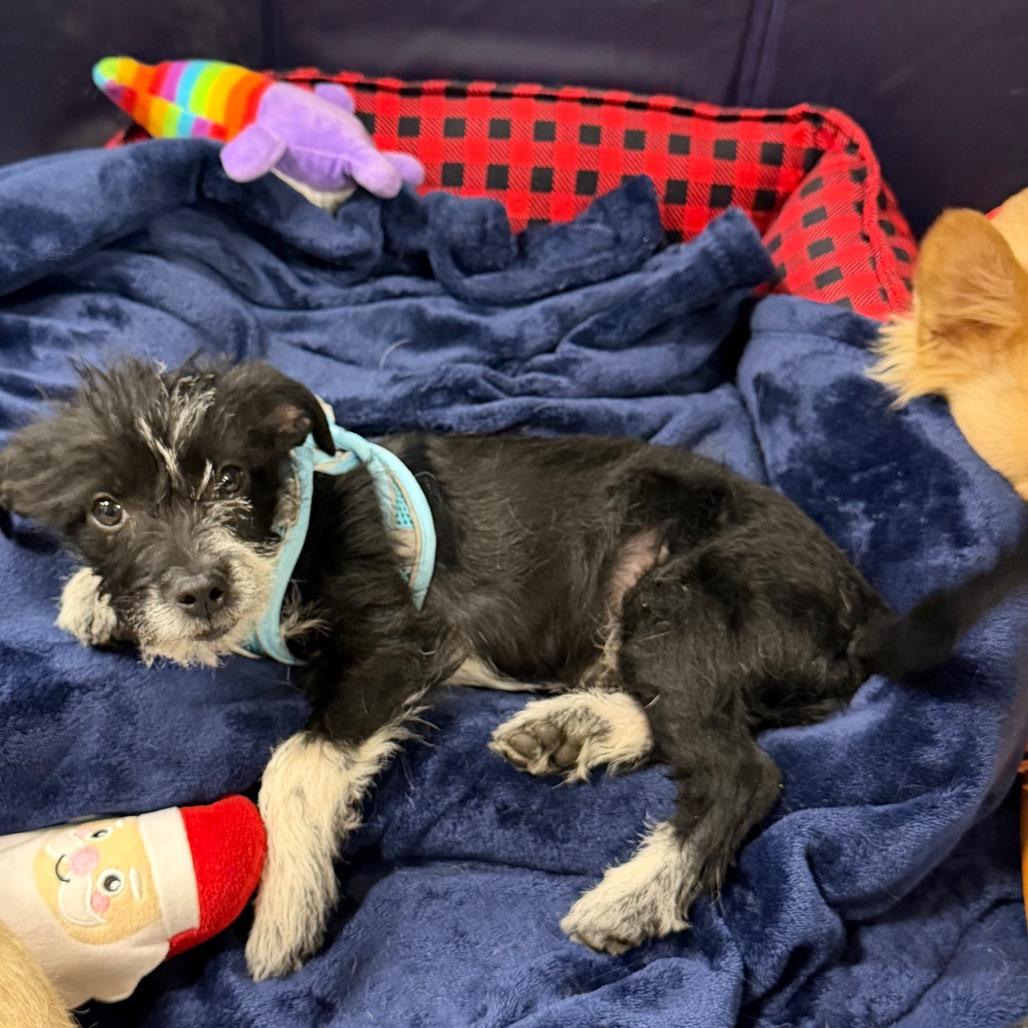 Sharky, Adoptable, Puppy Male Terrier.