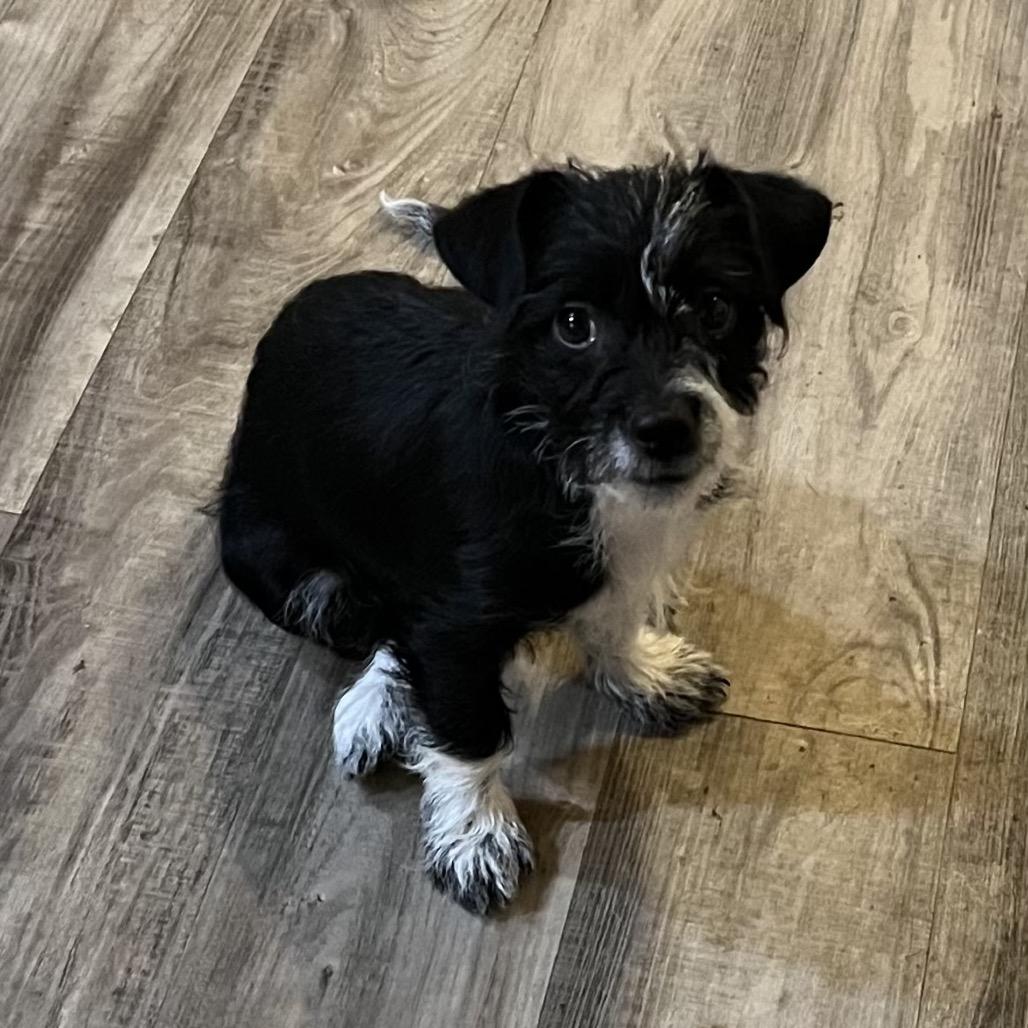 Enlarge Sharky, a Adoptable mixed breed in Las Vegas, NV image 2/2