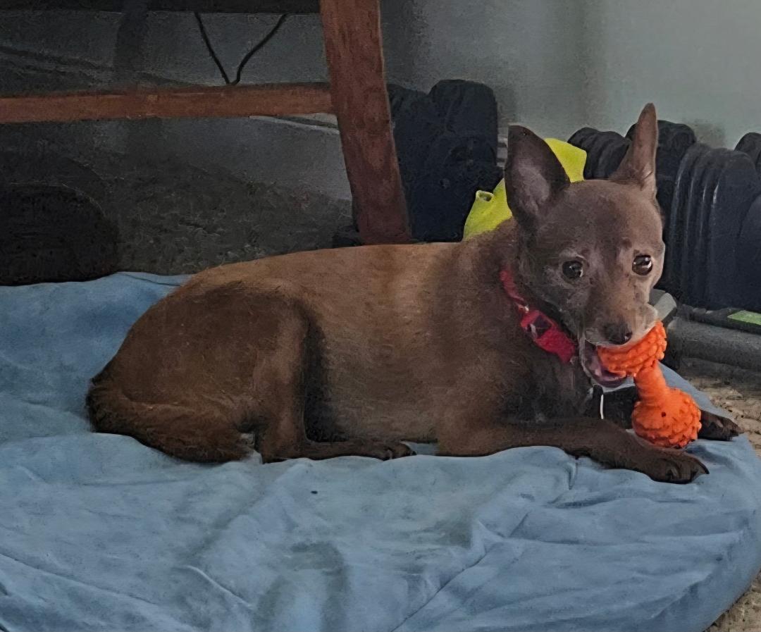 Dakota (D1948), Adopted, Adult Female Chihuahua.