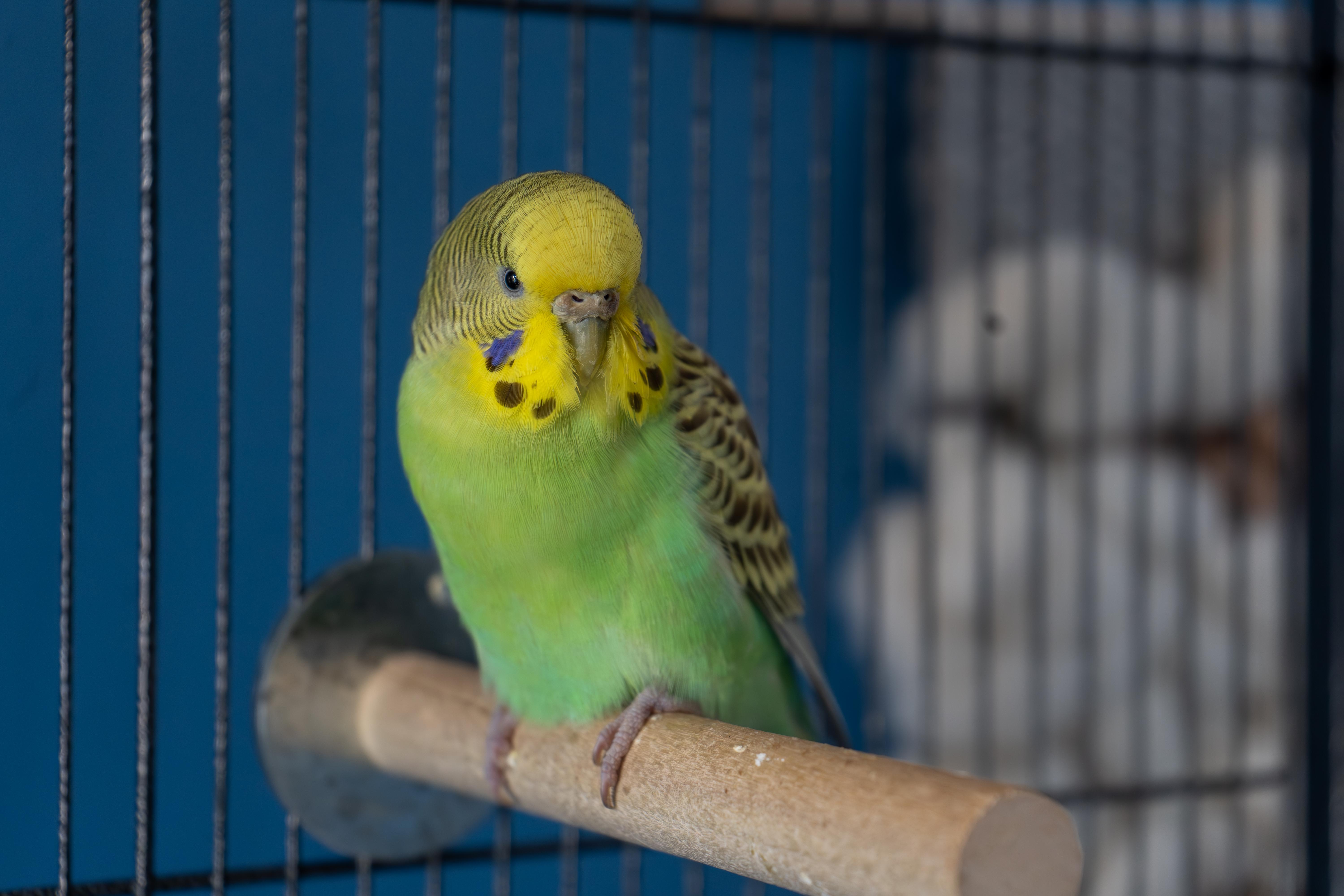 Enlarge Pearl (bonded with Sapphire and Aristotle), a Adoptable Parakeet (Other) in Dundas, ON image 1/4