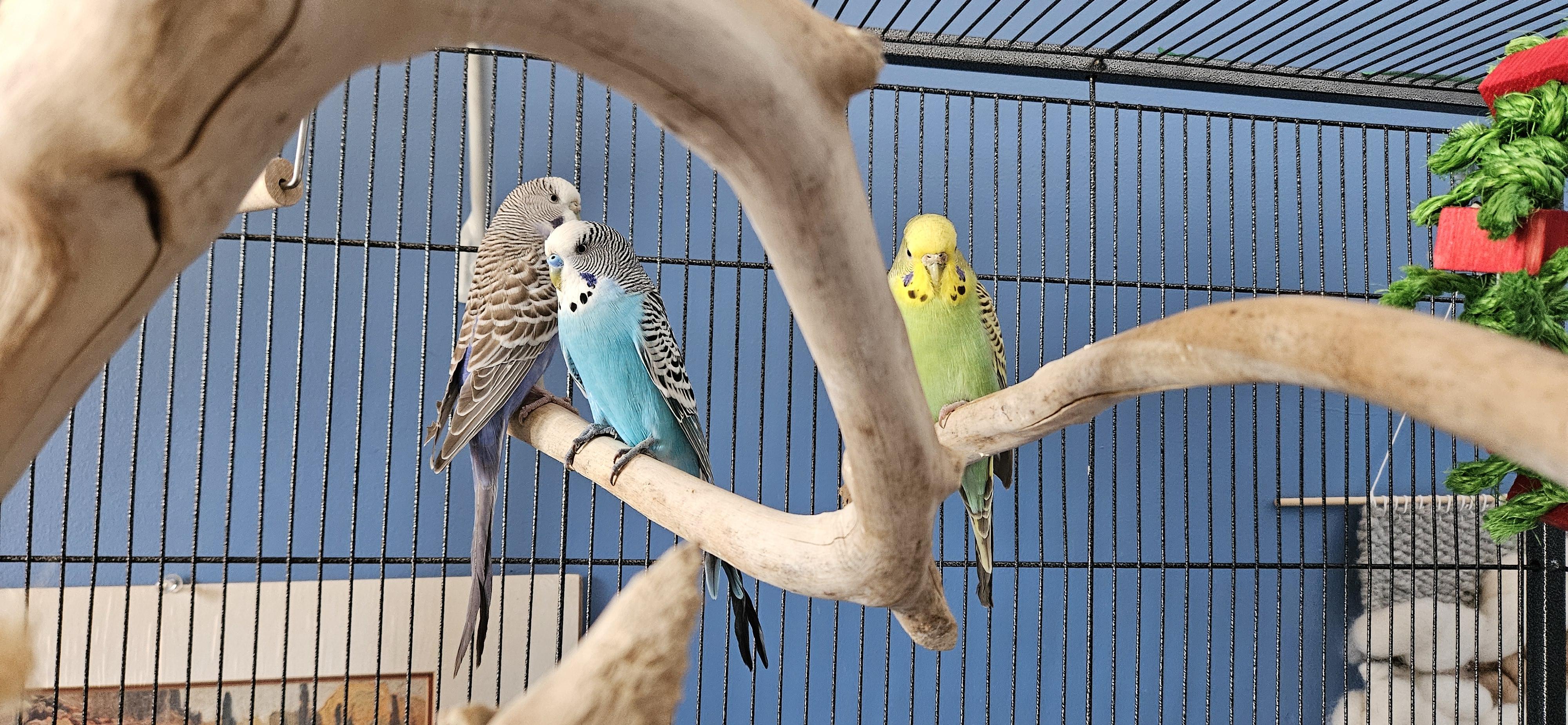 Enlarge Pearl (bonded with Sapphire and Aristotle), a Adoptable Parakeet (Other) in Dundas, ON image 2/4