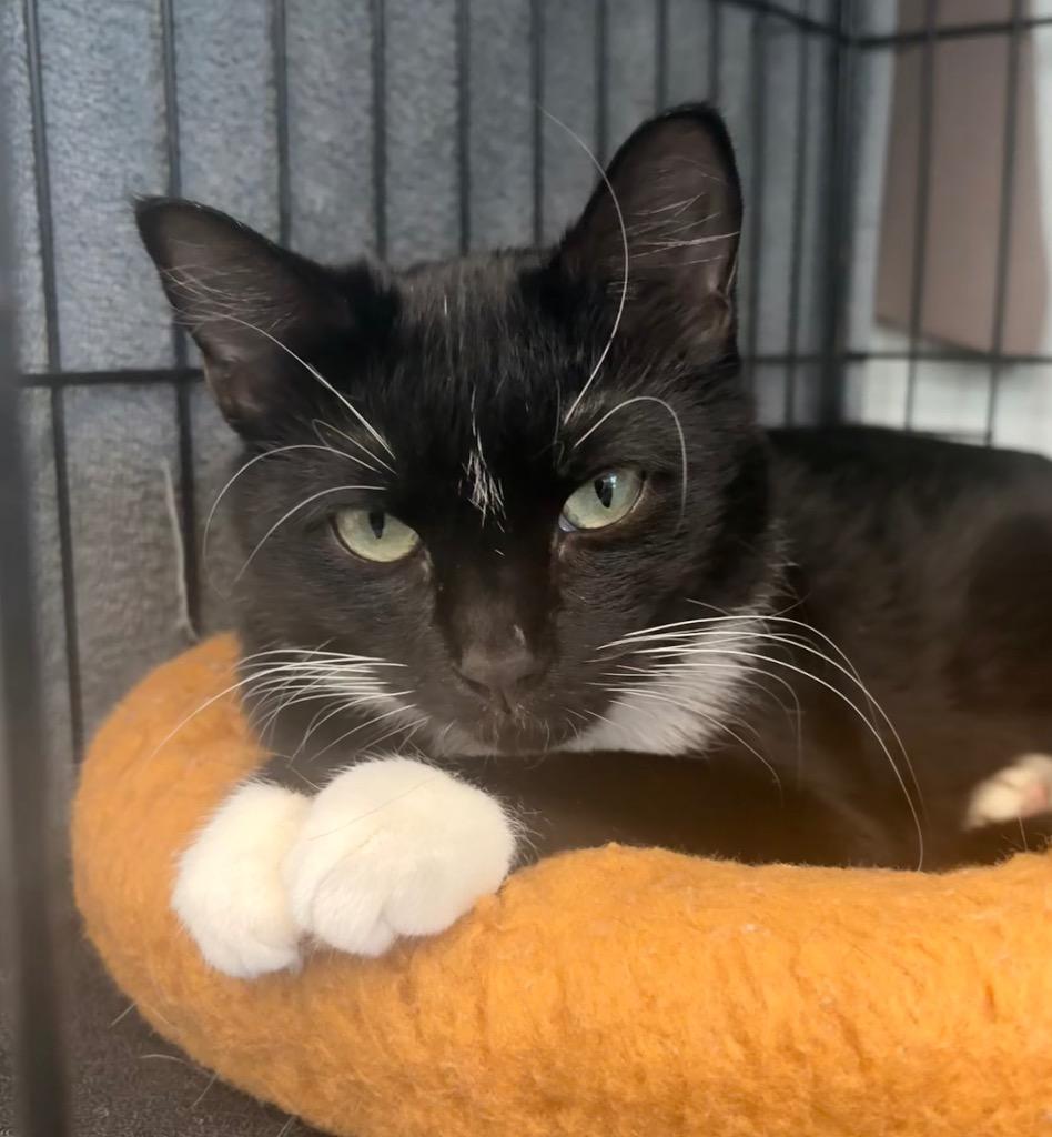 Turducken, Adoptable, Young Female Domestic Short Hair.