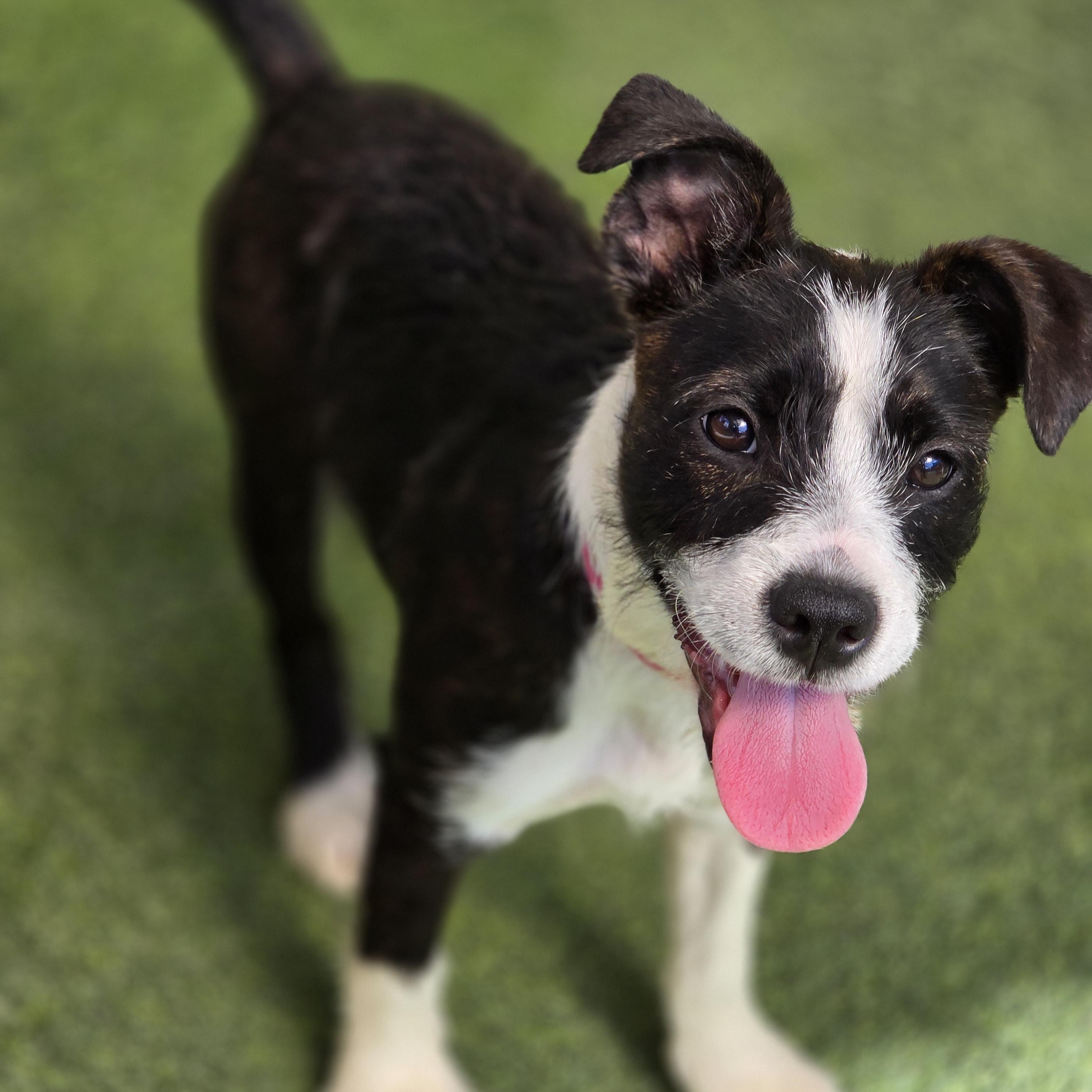 Raven, Adopted, Puppy Female Boston Terrier & Terrier.