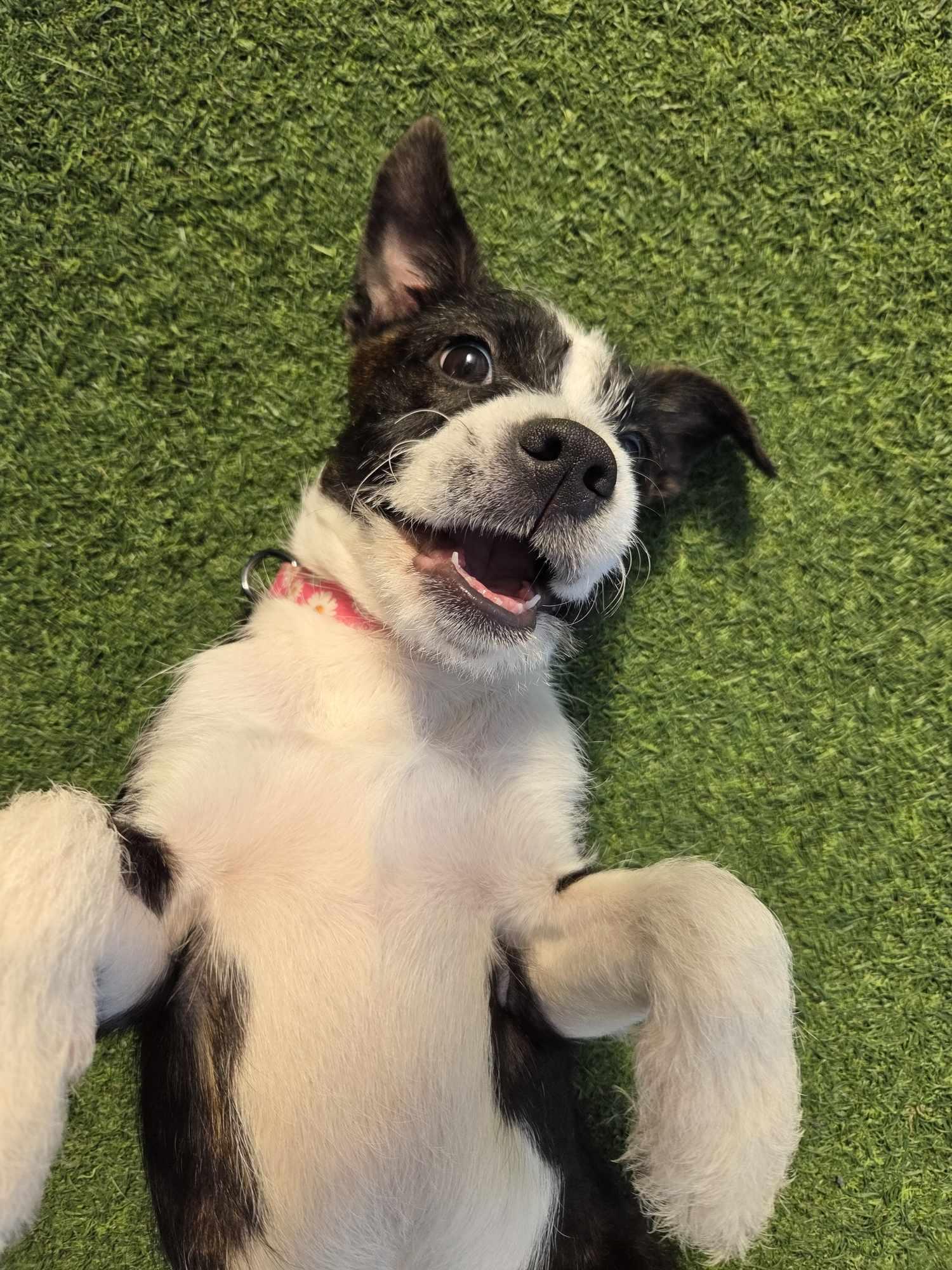 Enlarge Raven, a Adopted mixed breed in Odessa, FL image 6/6