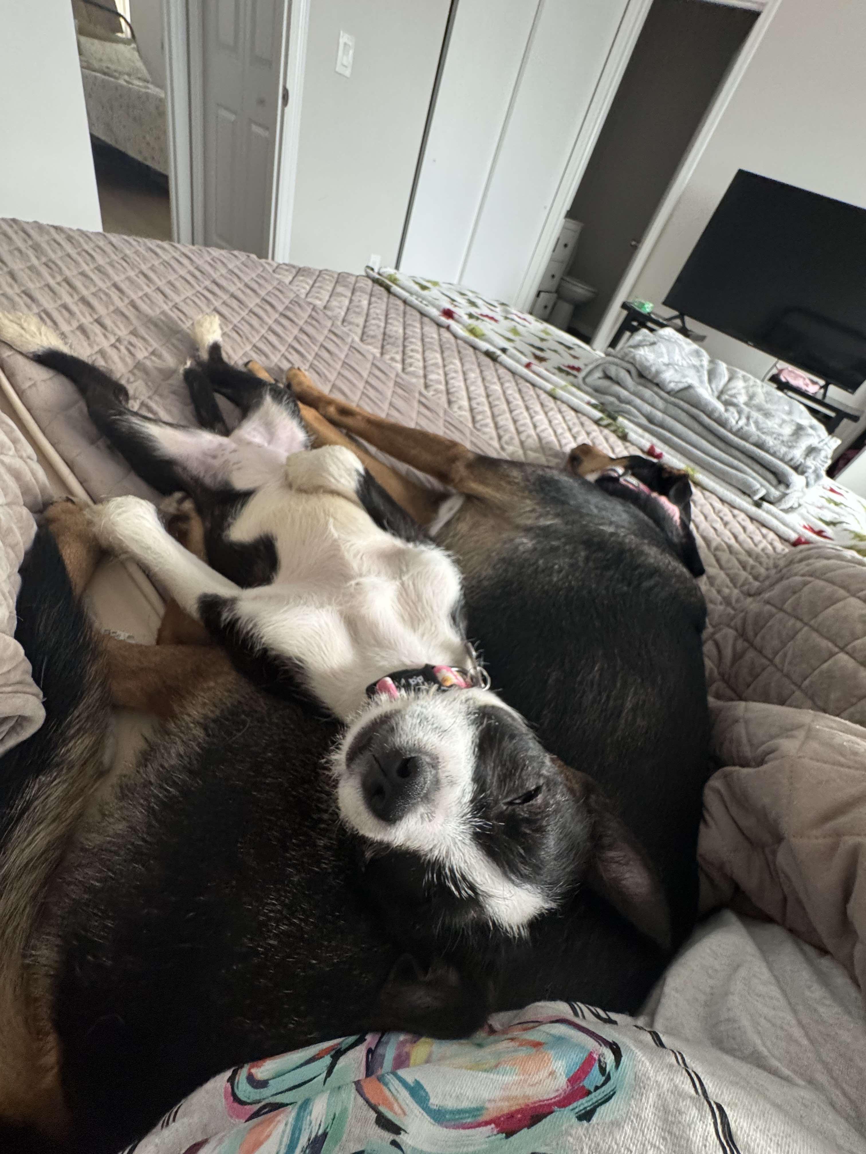 Enlarge Raven, a Adopted mixed breed in Odessa, FL image 4/6