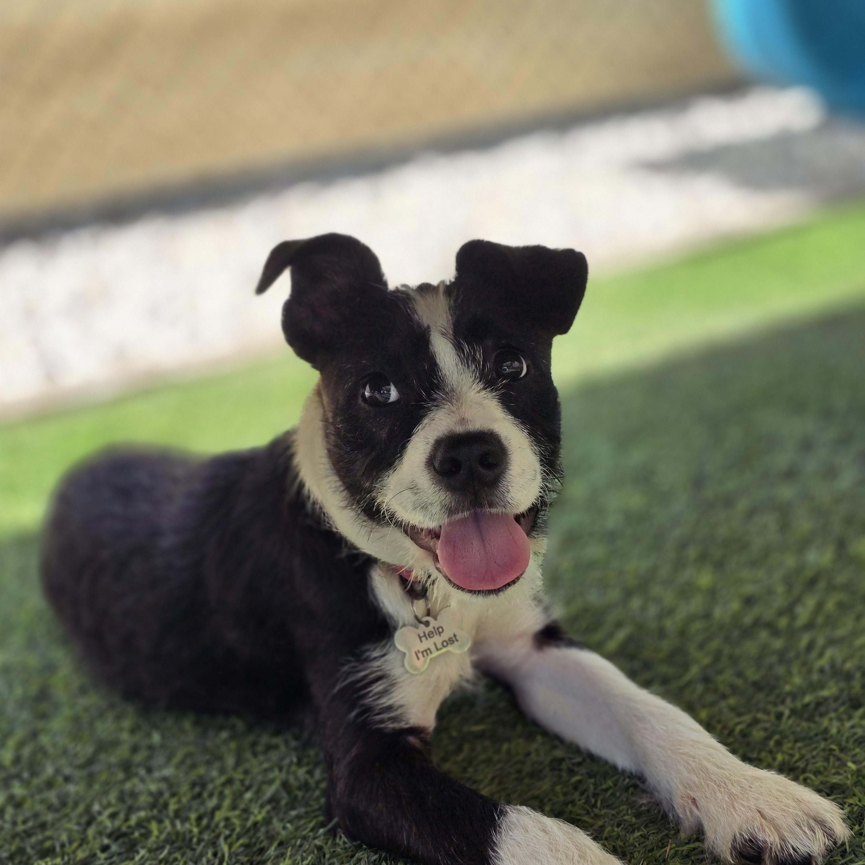 Enlarge Raven, a Adopted mixed breed in Odessa, FL image 2/6