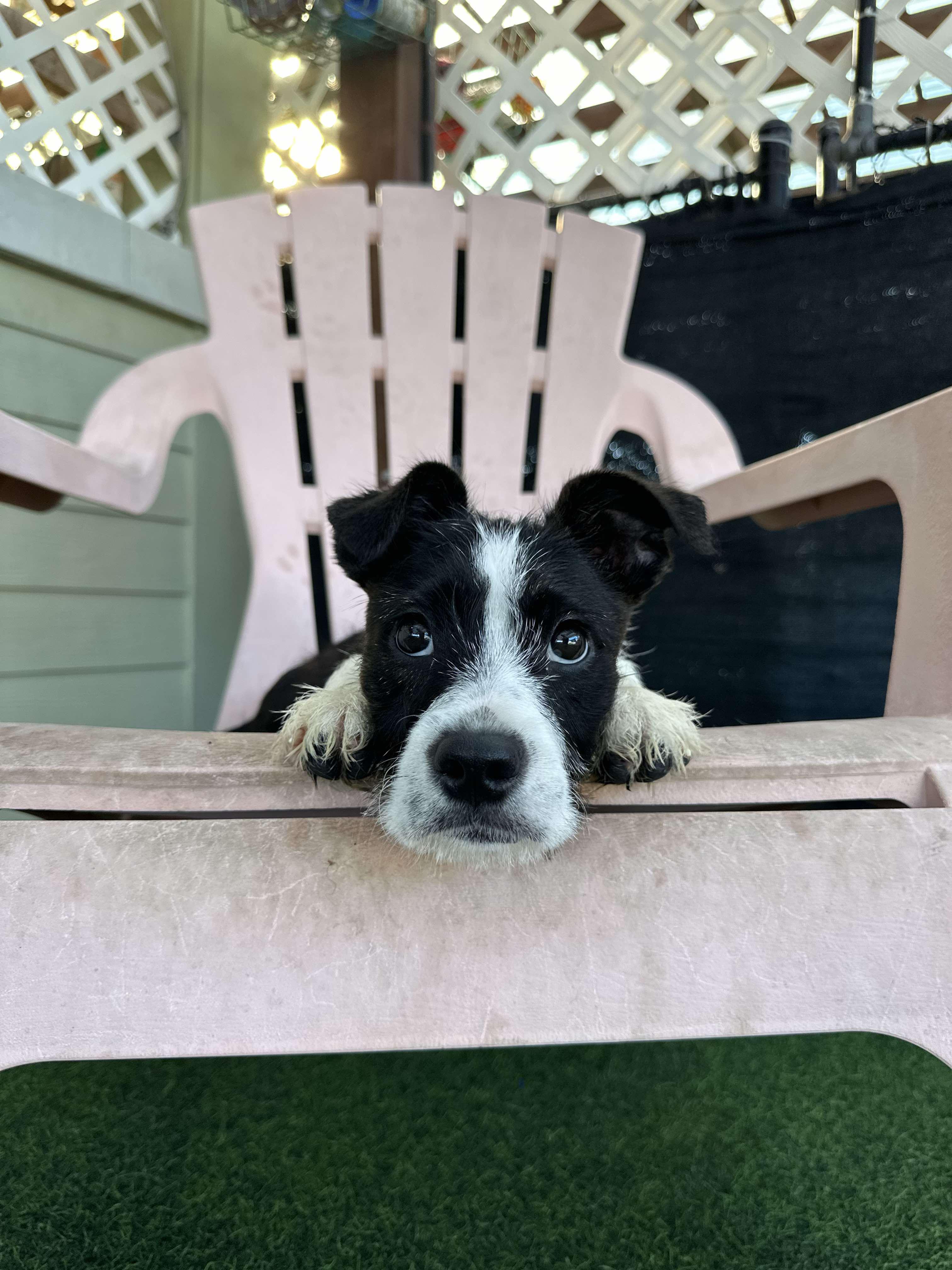 Enlarge Raven, a Adopted mixed breed in Odessa, FL image 5/6