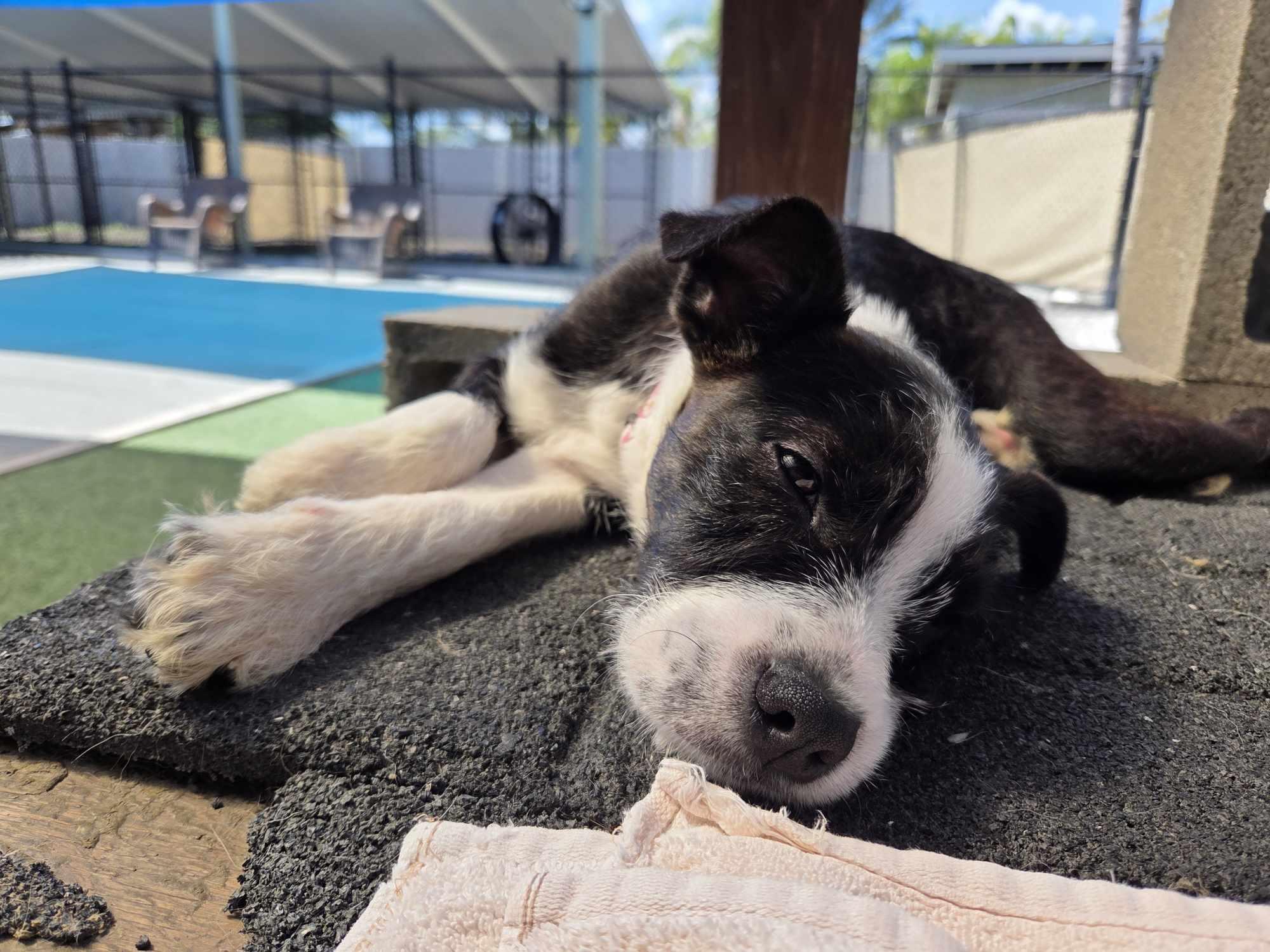 Enlarge Raven, a Adopted mixed breed in Odessa, FL image 3/6