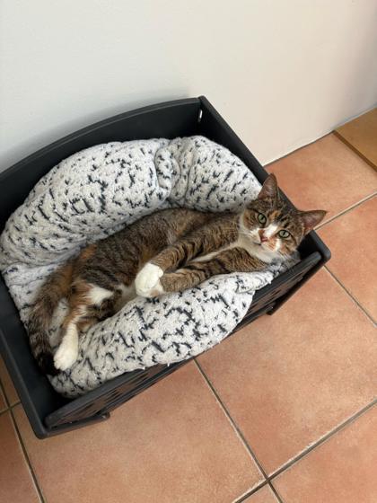 Tiny, a Adoptable Domestic Short Hair in North Miami Beach, FL image 1/3