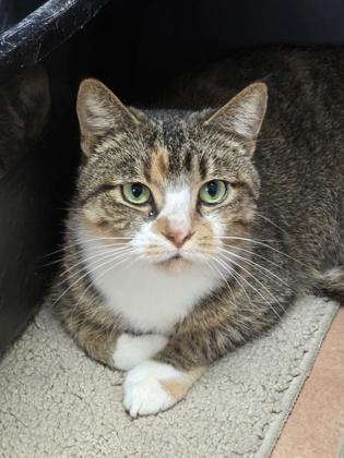 Tiny, a Adoptable Domestic Short Hair in North Miami Beach, FL image 2/3