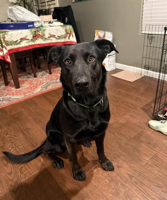 Enlarge LUCY, a Adoptable mixed breed in Chula Vista, CA image 1/1