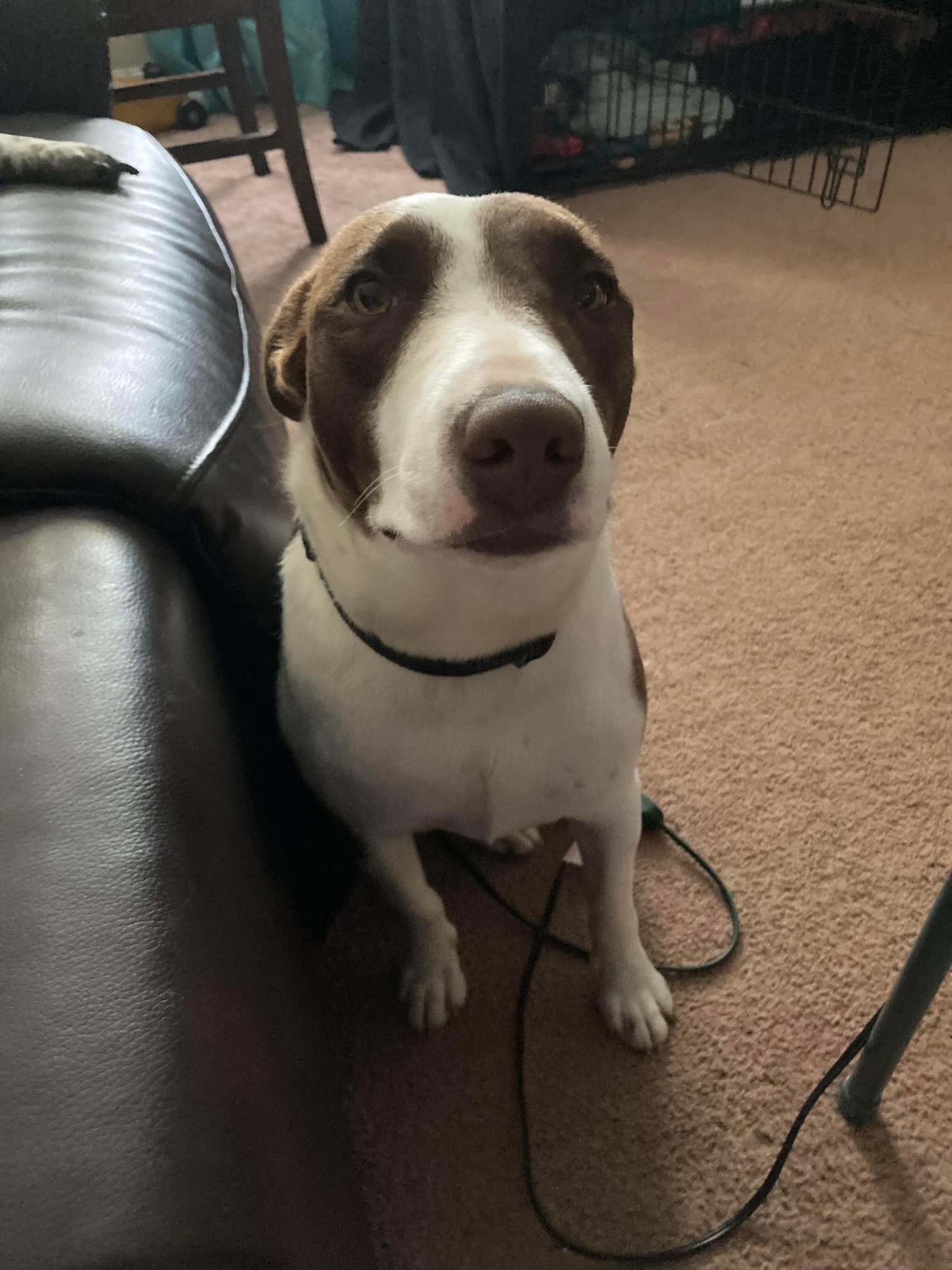 Glory, Adopted, Adult Female Beagle.