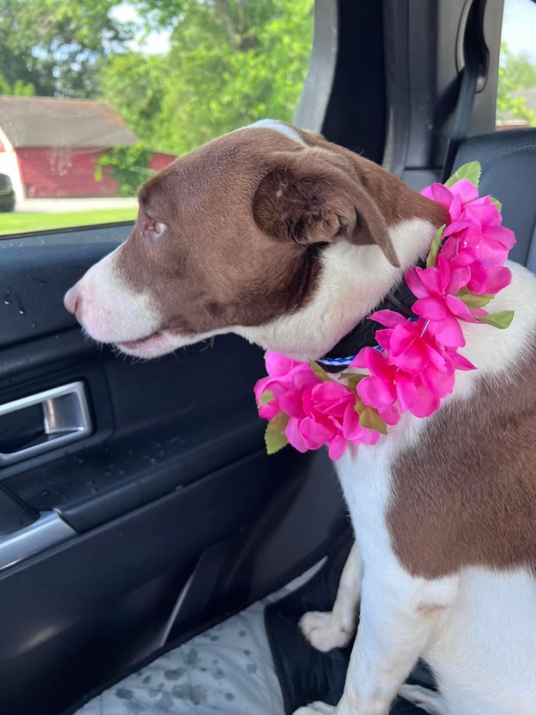 Enlarge Glory, a Adopted Beagle in Harrodsburg, KY image 2/2