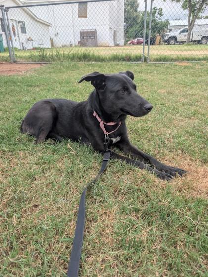 Tilly, Adoptable, Adult Female Mixed Breed & Mixed Breed.
