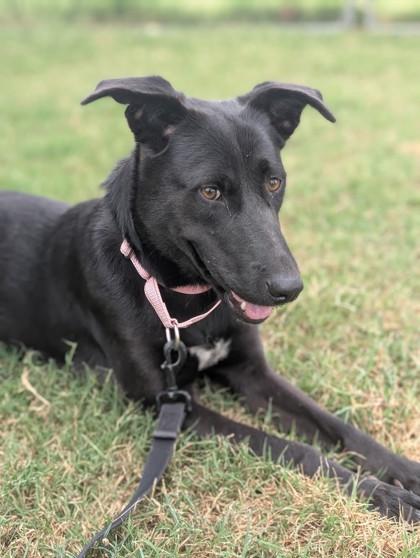 Tilly, a Adoptable Mixed Breed in Buchanan Dam, TX image 2/2