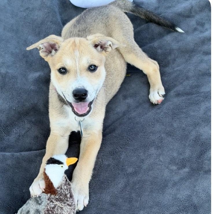 Avila, a Adoptable mixed breed in Cedarburg, WI image 2/6