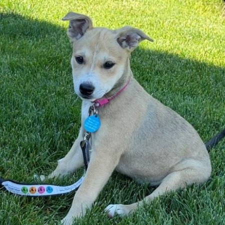 Avila, a Adoptable mixed breed in Cedarburg, WI image 4/6