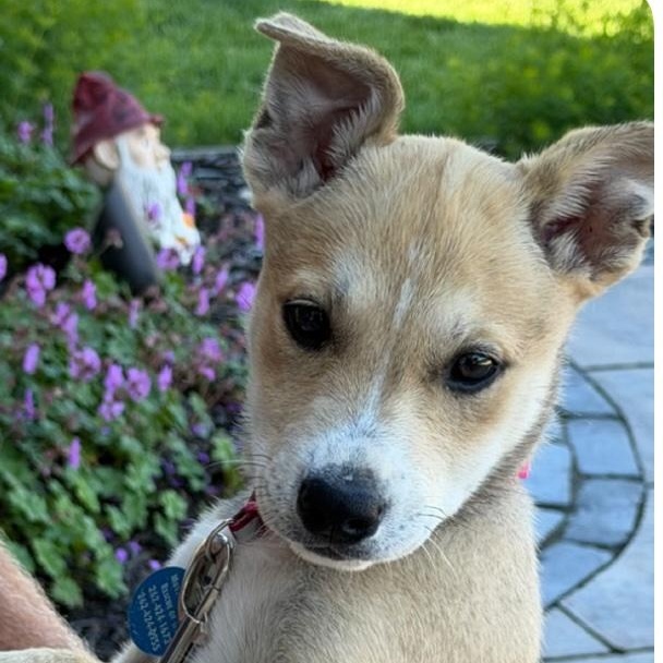Avila, a Adoptable mixed breed in Cedarburg, WI image 1/6