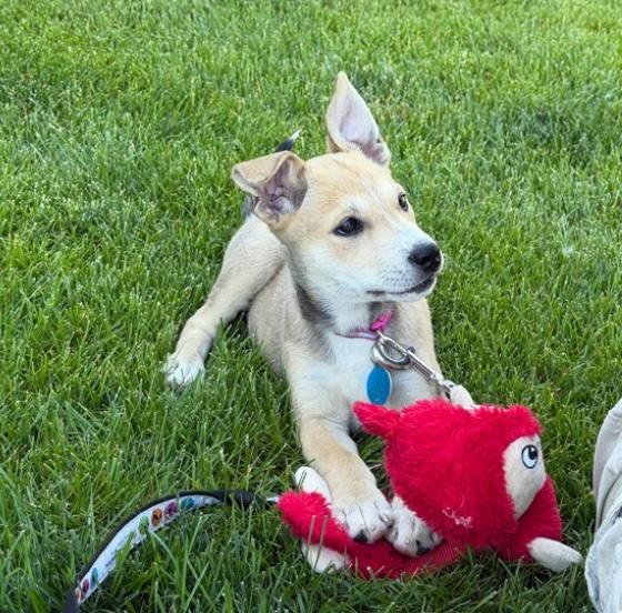 Avila, a Adoptable mixed breed in Cedarburg, WI image 5/6