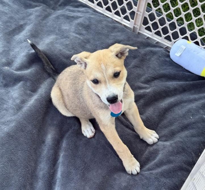 Avila, a Adoptable mixed breed in Cedarburg, WI image 6/6