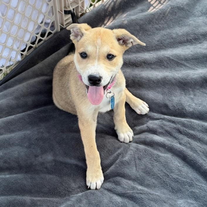 Avila, a Adoptable mixed breed in Cedarburg, WI image 3/6