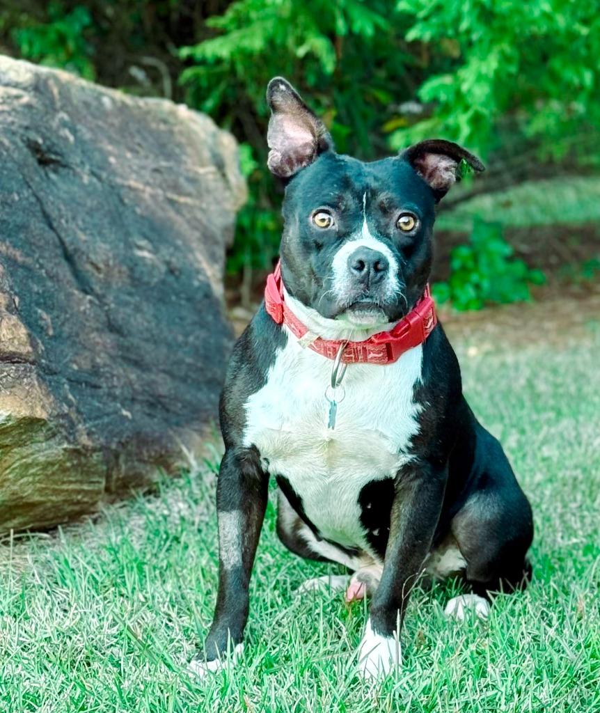 Enlarge Biggie, a Adoptable mixed breed in Macon, GA image 1/1