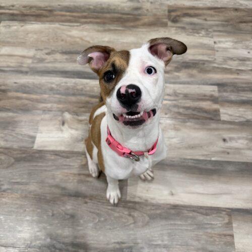 Shimmer, Adoptable, Puppy Female Mixed Breed.