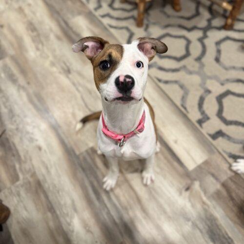 Enlarge Shimmer, a Adoptable mixed breed in Christiansburg, VA image 2/5