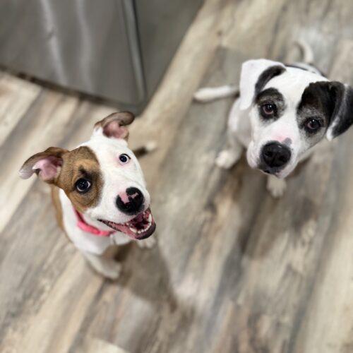Enlarge Shimmer, a Adoptable mixed breed in Christiansburg, VA image 3/5