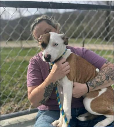 Enlarge Shimmer, a Adoptable mixed breed in Christiansburg, VA image 4/5