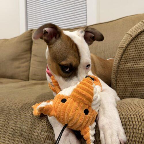 Enlarge Shimmer, a Adoptable mixed breed in Christiansburg, VA image 5/5