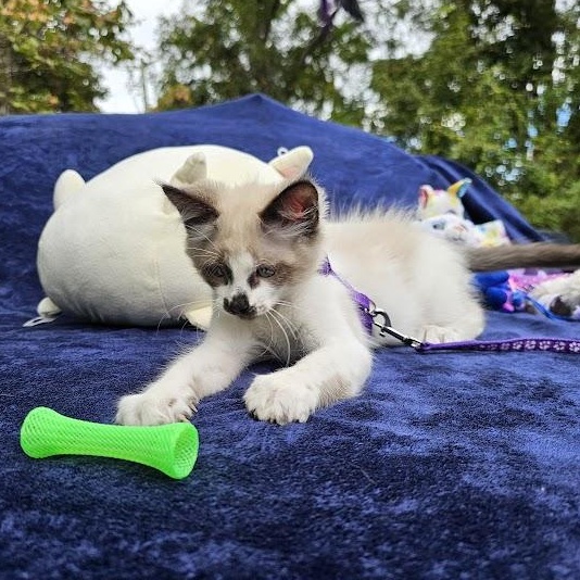 Enlarge CoCo Bandito, a Adopted Domestic Short Hair in Mt Pleasant, SC image 13/18