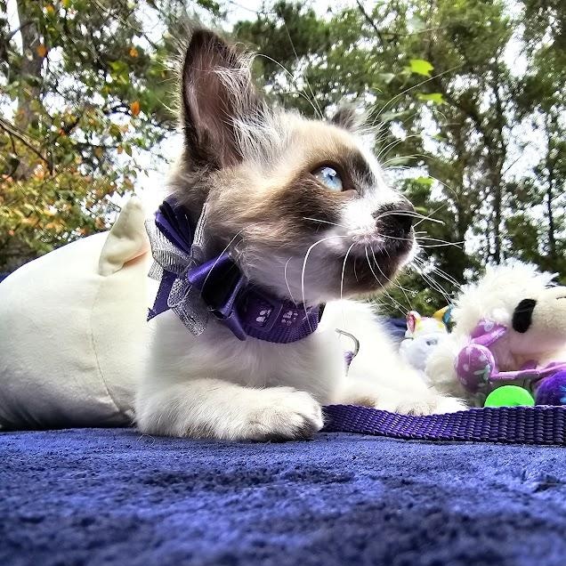 Enlarge CoCo Bandito, a Adopted Domestic Short Hair in Mt Pleasant, SC image 7/18