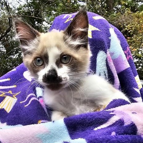 CoCo Bandito, Adopted, Kitten Male Domestic Short Hair.